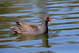 Dusky Moorhen